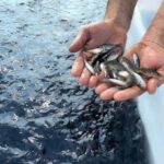 FEDA dona un millón 400 mil alevines a piscicultores Cibao