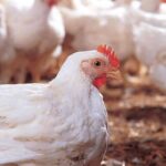 México detecta 296,000 aves con influenza y aplica medidas contraepidémicas