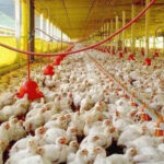 Avicultores saludan apoyo del Gobierno; logran récord producción en enero 2023