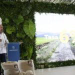 Banreservas dispondrá RD$10,000 MM para financiar cosecha de arroz 2023-2024