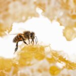 RD celebra Día Mundial de las Abejas promoviendo protección de polinizadores
