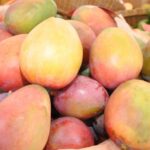 Diputados aprueban proyecto de ley declara municipio de Baní “Capital del Mango”