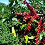 Indocafé revela cosecha de café 2024-2025 alcanza, al pasado 31 de enero, un 73% con relación al pronóstico