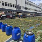 Cultivo de marihuana en Ocoa totalizó 3, 533 plantas en uno de los mayores operativos del país